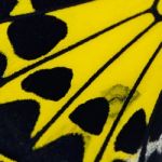 Yellow Butterfly Wing Stock Photo