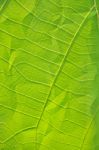 Clinkle Leaf Stock Photo