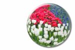 Red White Tulips And Blue Grape Hyacinths In Crystal Sphere Stock Photo