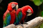 Greenwinged Macaw Stock Photo