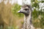 Emu By Itself Outdoors During The Daytime Stock Photo