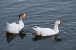 Two White Ducks Swimming On A Pond Stock Photo