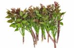 Neem Leaves Herb Stock Photo