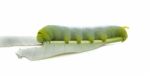 Caterpillar Of  Butterfly On Leaf Stock Photo