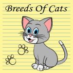 Breeds Of Cats Indicates Pets Puss And Pedigree Stock Photo