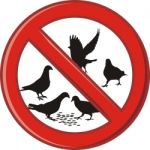 Ban On Feeding Pigeons Stock Photo