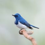 Male Ultramarine Flycatcher Stock Photo