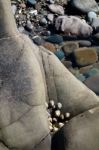 A Cluster Of Limpets Stock Photo