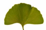 Leaf Ginkgo Biloba Stock Photo