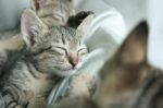 Adorable Funny Cute Kitten Cat Close Eye Sleep Tight With Brother Sister On White Grey Soft Cloth Bed At Home Stock Photo