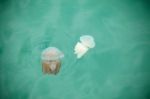 Beautiful Jellyfish Floating In The Sea Stock Photo