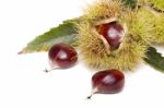 Chestnuts Isolated On A White Background Stock Photo