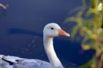 Interesting Photo Of The Snow Goose Stock Photo