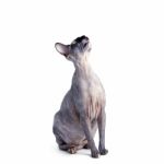 Black Or Blue Canadian Sphynx Cat With Green Eyes Isolated On A Stock Photo