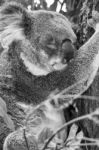 Koala In A Eucalyptus Tree. Black And White Stock Photo