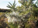 Huge Spiders Web On A Gorse Bush In The Ashdown Forest Stock Photo