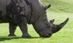 Beautiful Close-up Of The Strong White Rhinoceros Stock Photo