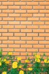 Brick Wall Flower Stock Photo