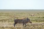 Warthog, Phacochoerus Africanus In Serengeti Stock Photo