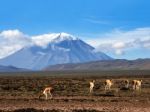 Vicugna Is A Wild South American Camelid, Which Live In The High Stock Photo