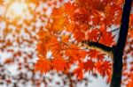 Maple In Autumn In Korea Stock Photo