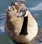 Beautiful Isolated Picture Of A Funny Wild Canada Goose In The Lake Stock Photo