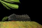 Black Caterpillar Stock Photo