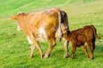 Cow And Calf Stock Photo