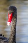 Black Swan (cygnus Atratus) Stock Photo