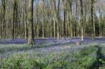 Bluebells In Wepham Wood Stock Photo