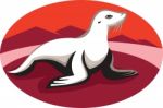 New Zealand Fur Seal Retro Stock Photo