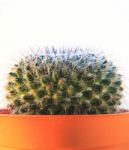 Close Up Texture Of Cactus,succulent,in Clay Pot On White Backgr Stock Photo