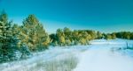 Snow Pine Forest Stock Photo