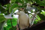 Fuengirola, Andalucia/spain - July 4 : Yellow Dove At The Biopar Stock Photo