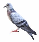 Pigeon Isolated On White Background Stock Photo