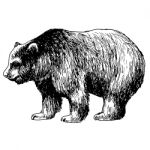 Hand Drawn Illustration Of Bear Stock Photo