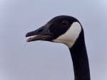 Background With A Funny Canada Goose Screaming Stock Photo