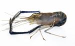 Giant Freshwater Prawn Stock Photo