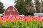 Vivid Pink Tulip Field And Farmer Barn Stock Photo