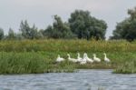 Roman Tufted Geese In The Danube Delta Stock Photo