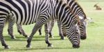 Beautiful Zebras Are Eating The Grass Stock Photo