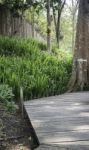 Wooden Walkway With Tropical Garden Stock Photo