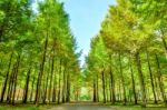 Row Of Green Trees In Nami Island, Korea Stock Photo