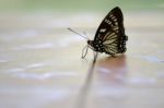 Butterfly Black Tops Thailand Native Sunbathing On Concrete Happ Stock Photo