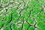 Green Grass On Cracked Earth Stock Photo