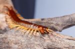 Centipede Closeup Detail Stock Photo