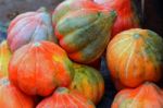 Pumpkin Stalks Stock Photo