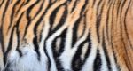 Bengal Tiger Fur Stock Photo