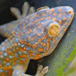 Gecko Lizard Stock Photo