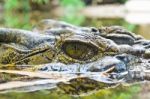 Eyes Of The Crocodile In Water Stock Photo